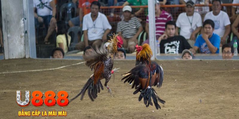 bong8899 đăng nhập mậu binh khuyến mãi