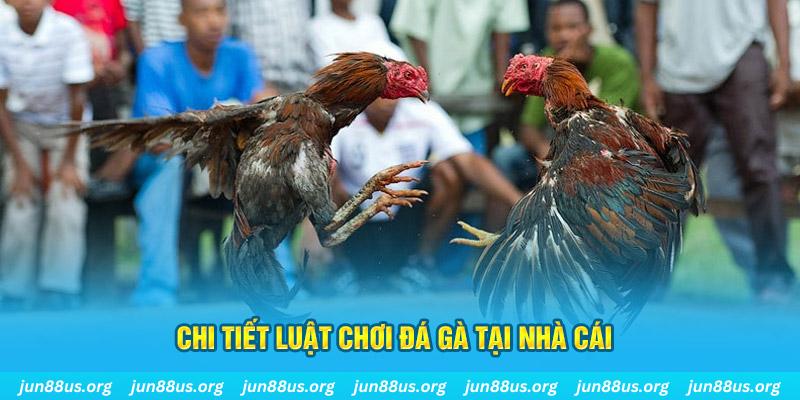 bong8899 đá gà thomo